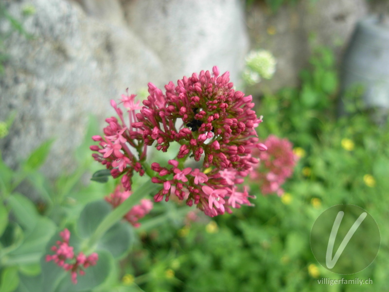 Rote Spornblume: Übersicht